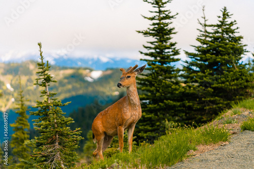 Wild deer grazing in Olympic national park on summer evening photo