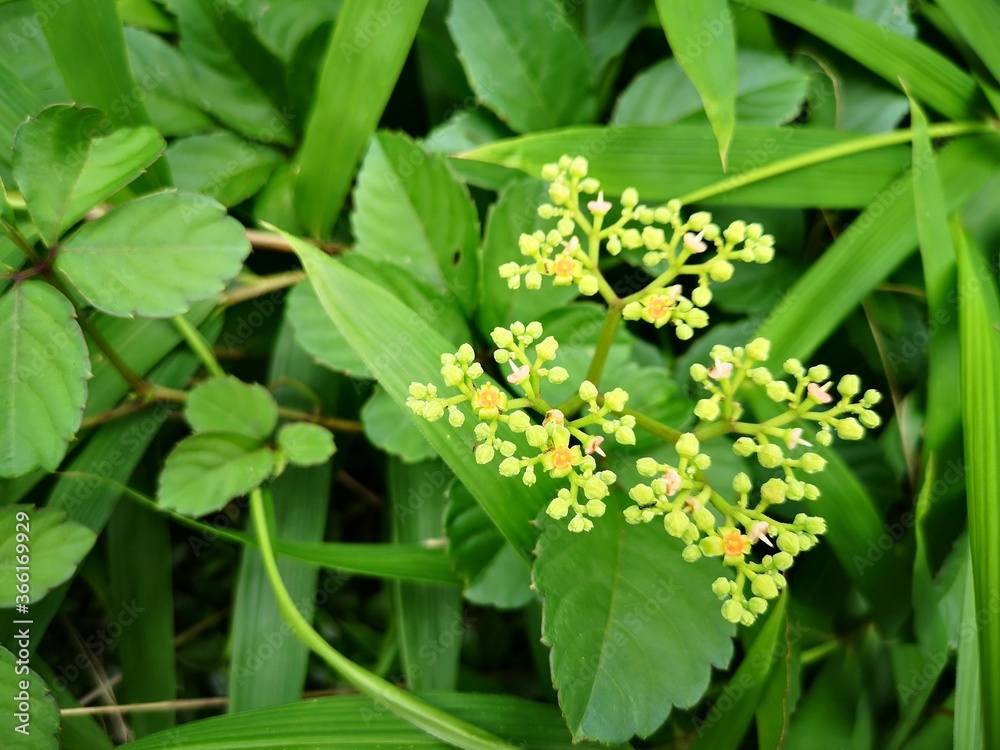 Obraz premium ヤブガラシ