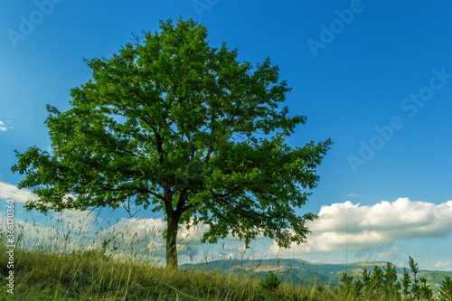 Beautiful lonely tree in the field photo