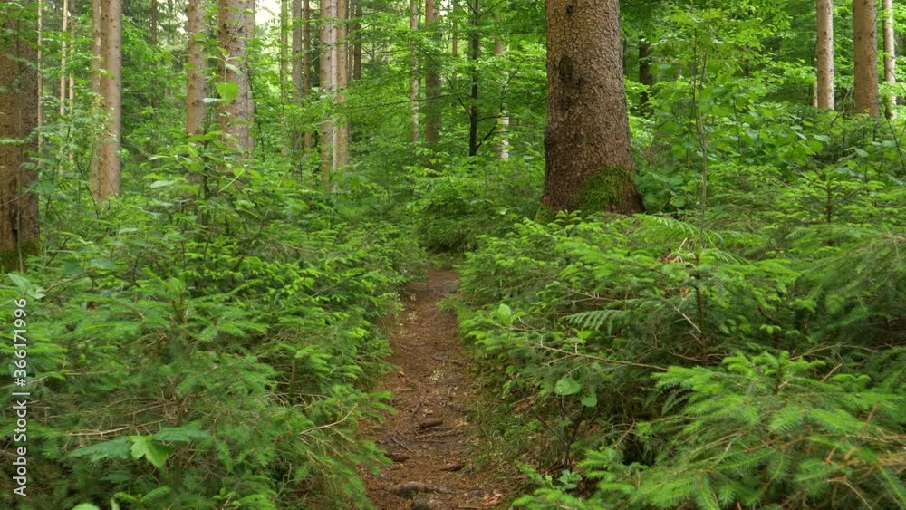 CLOSE UP: Empty narrow empty hiking trail leads across the dense coniferous forest budding in springtime. Trekking path runs across the picturesque woods in the heart of lush green Logarska Valley. CLOSE UP: Empty narrow empty hiking trail leads across the dense coniferous forest budding in springtime. Trekking path runs across the picturesque woods in the heart of lush green Logarska Valley.