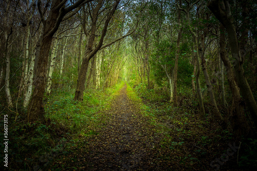 Fototapete Langeoog, Waldweg