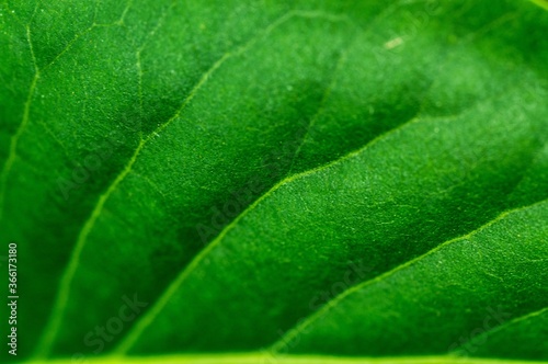 Green leaf at high magnification with a clear structure