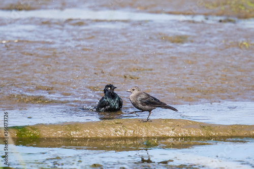 Female Brewer's Blackbird Waits Impatiently for Mate to Finish Bath photo