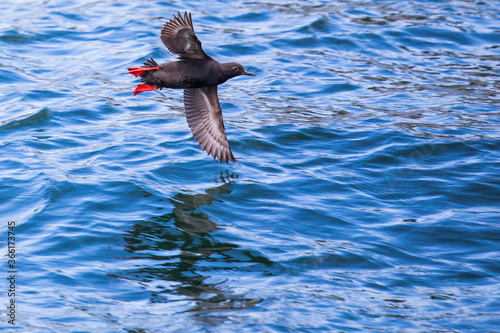 Pigeon Guillemot Banks Over Clear Puget Sound Water