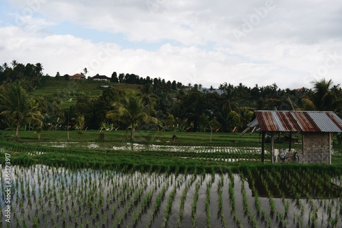 beautiful rice terraces of Bali