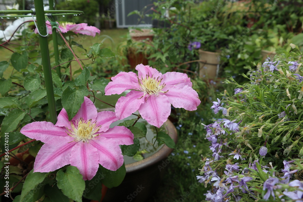 庭に咲く雨上がりのクレマチス