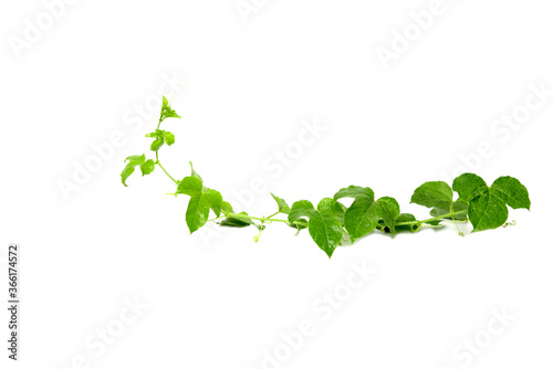 Green ivy isolated on white background.