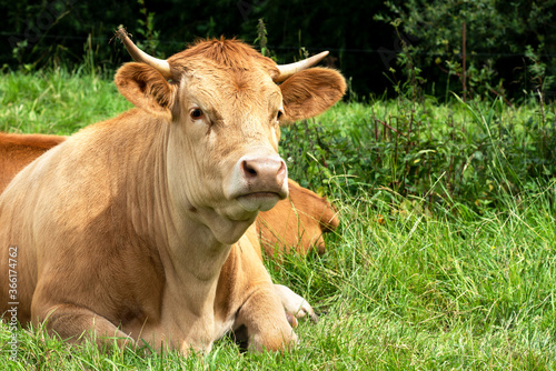 Young light brown cow lies relaxed in the grass. A lovely scene.