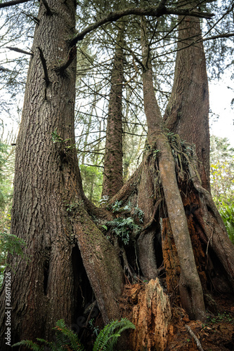 Conifer Forest Trees in Coastal Oregon