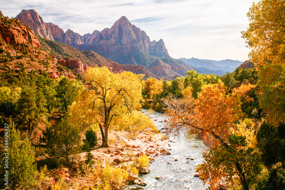 The Virgin River in Zion National Park during the fal season. Trees showing fall colors line the river. The Virgin River in Zion National Park during the fal season. Trees showing fall colors line the river.