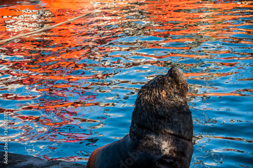 sea wolf , otaria flavescens, in the port photo