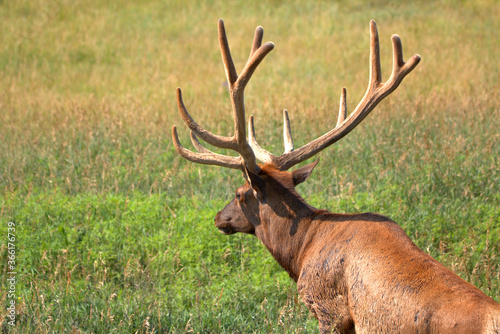 Bull elk with a full set of antlers in late spring in a mountain meadow