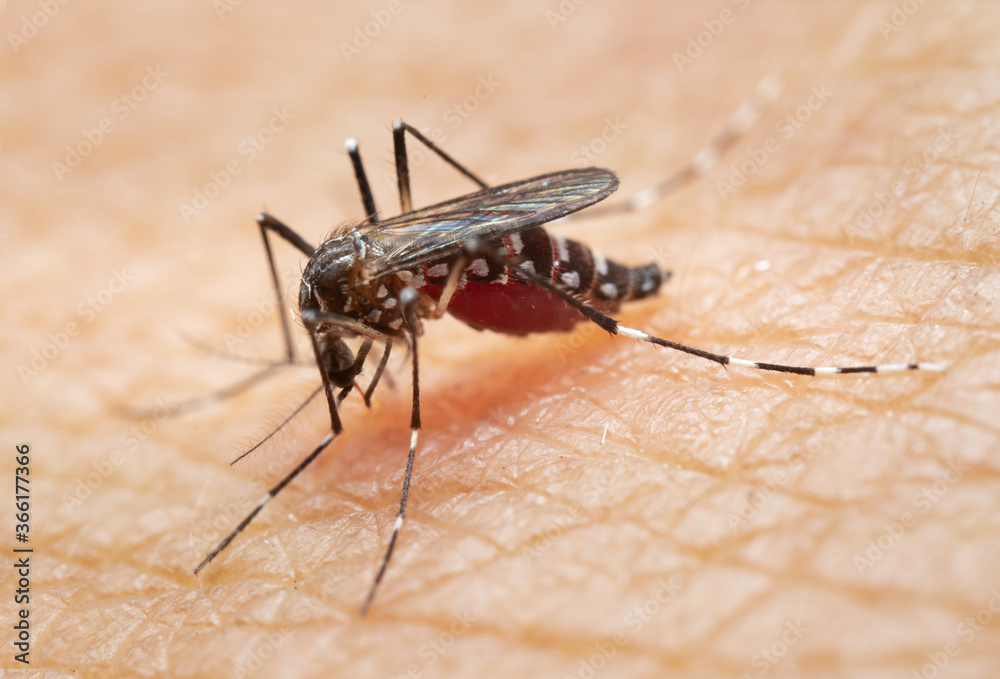 Aedes aegypti Mosquito. Close up a Mosquito sucking human blood, Aedes aegypti Mosquito. Close up a Mosquito sucking human blood,