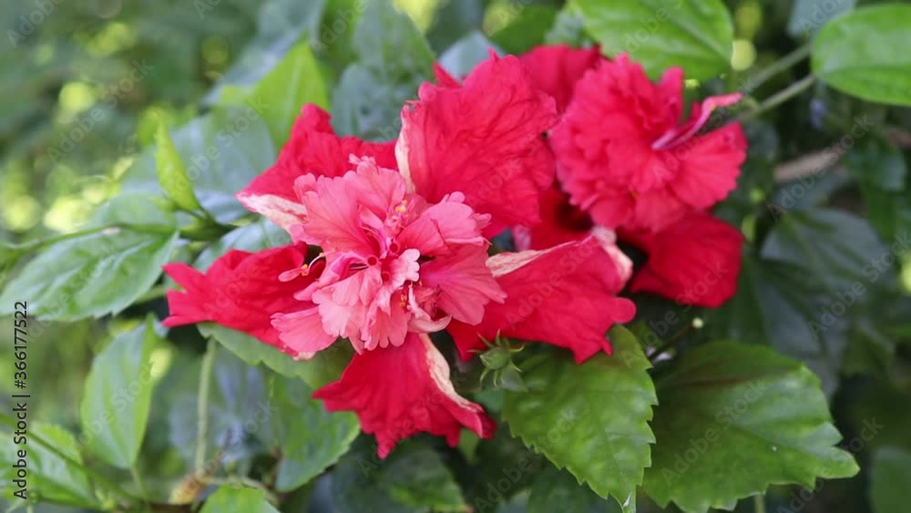 Red hibiscus flower blooming on green leaves and tree closeup blown with the little wind.
S Red hibiscus flower blooming on green leaves and tree closeup blown with the little wind.
S
