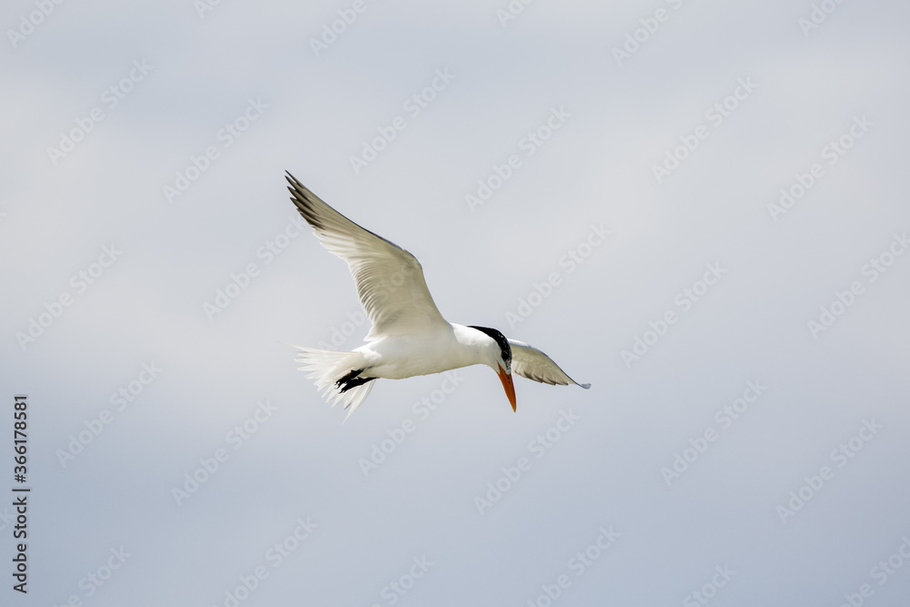 Least Tern in Flight Least Tern in Flight