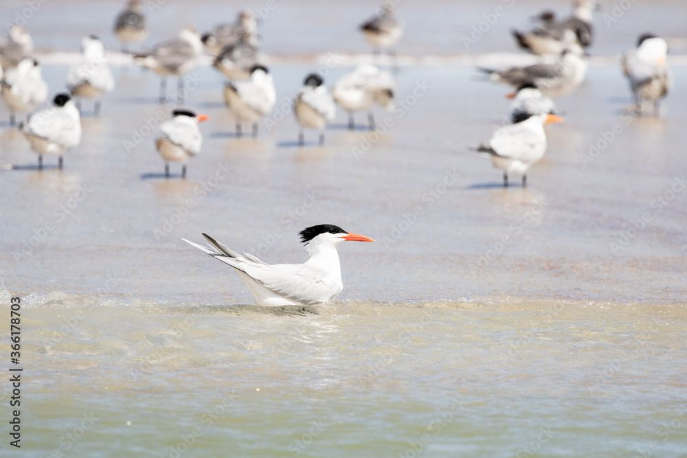 Least Tern at the Beach