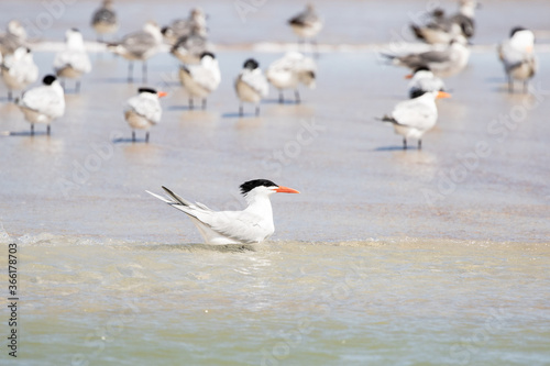 Least Tern at the Beach