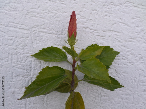 red flower ready to bloom