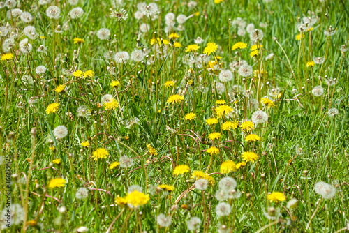 floral summer background - field with blooming dandelions and fluffy dandelions in the foreground