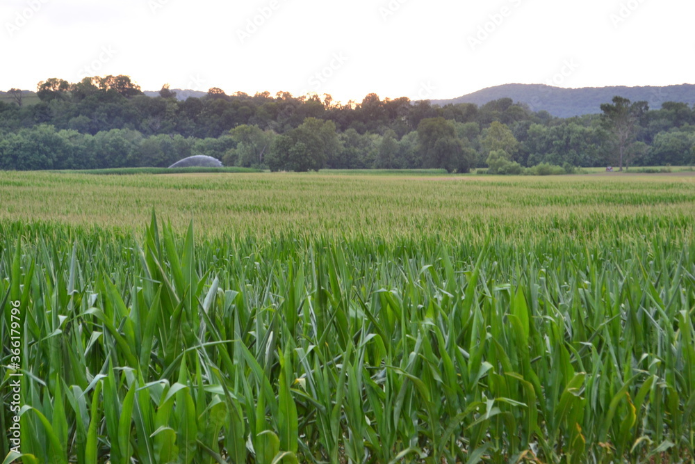 field of corn tops