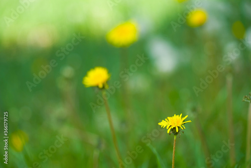 Yellow dandelion flowers or Taraxacum officinale