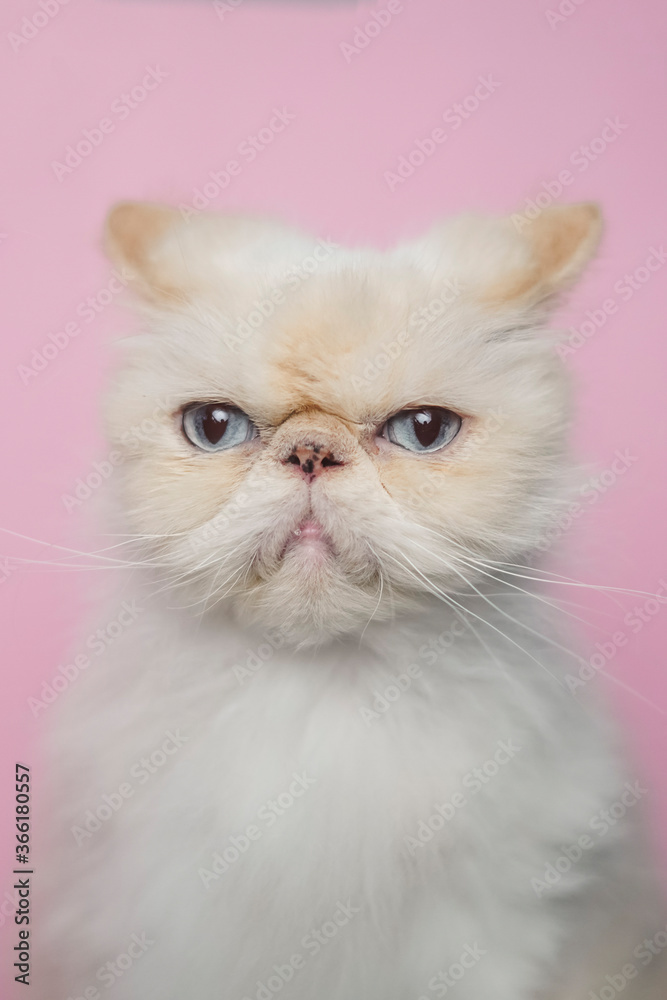 Himalayan Cat Cream Point on pink background