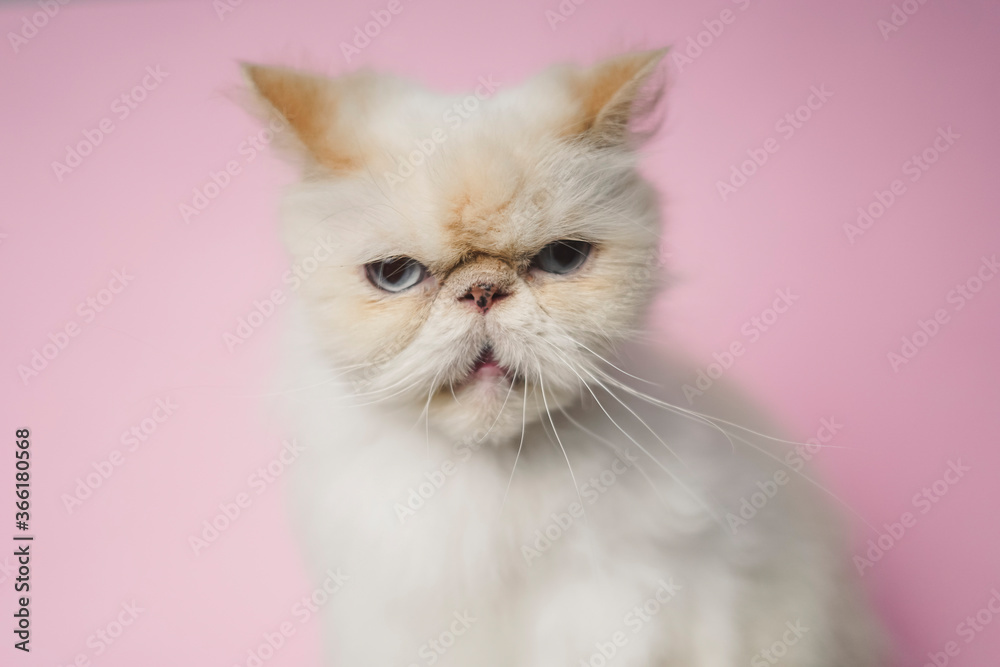 Himalayan Cat Cream Point on pink background