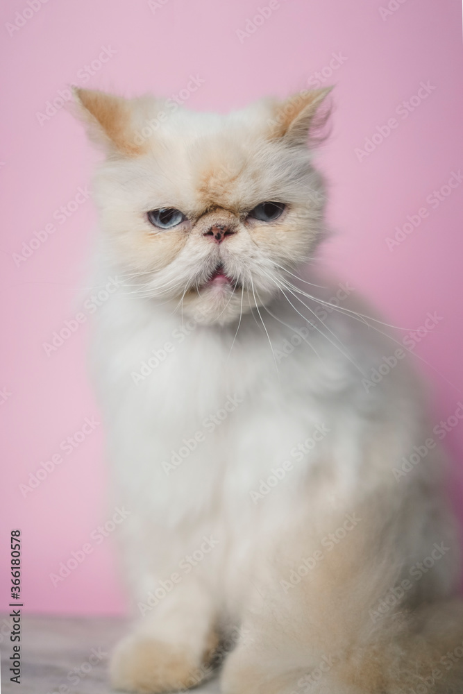Fototapeta premium Himalayan Cat Cream Point on pink background