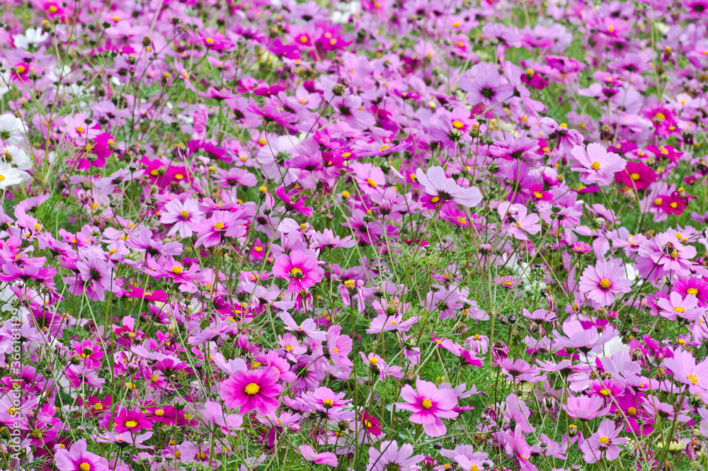 This is the Cosmos Garden.Cosmos flowers are in full bloom.