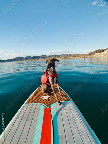 Dog on boat photo