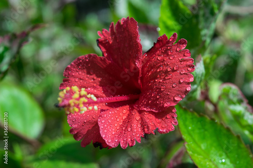 red flower with water drops