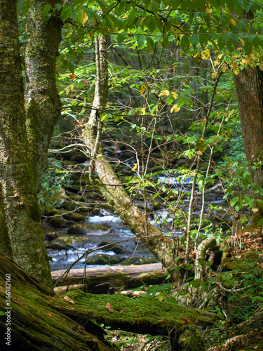 Woods with stream