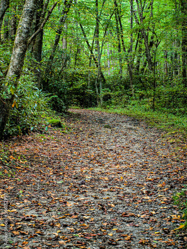 Mountain path in autumn with fallen leaves after a rain