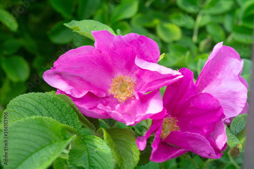 Pink Dogrose or Briar flower. Flowering rose hips of Briar eglantine canker-rose