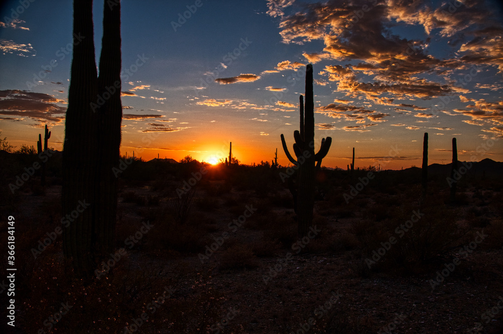 Sunset  with saguaro silhouettes in the Sonoran Desert National Monument, Maricopa County, Arizona