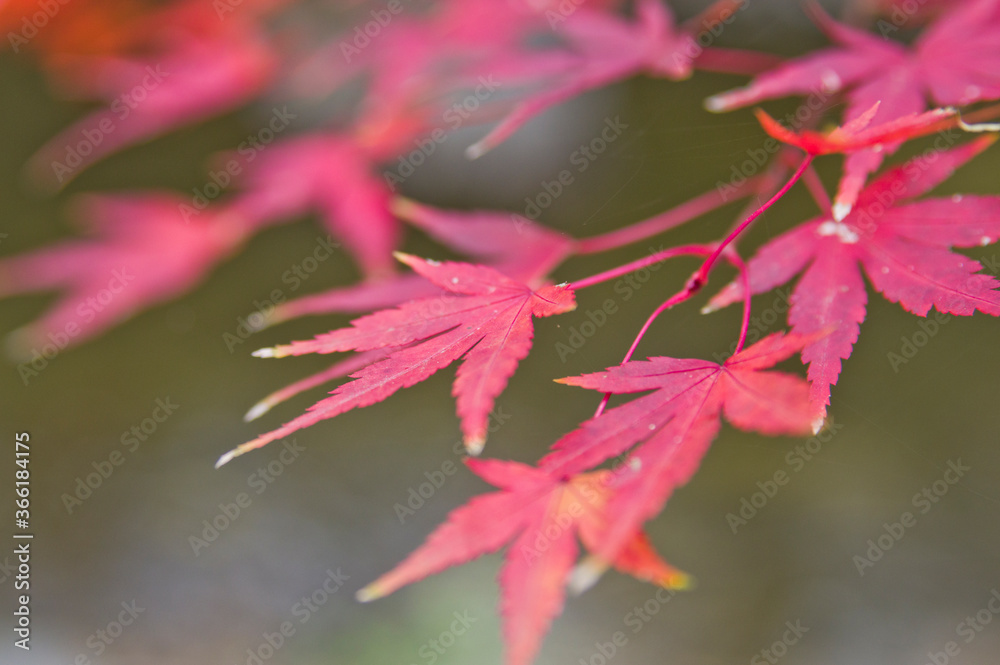 The maple is colored in beautiful red. The maple is colored in beautiful red.