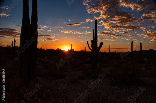 Sunset with saguaro silhouettes in the Sonoran Desert National Monument, Maricopa County, Arizona © j