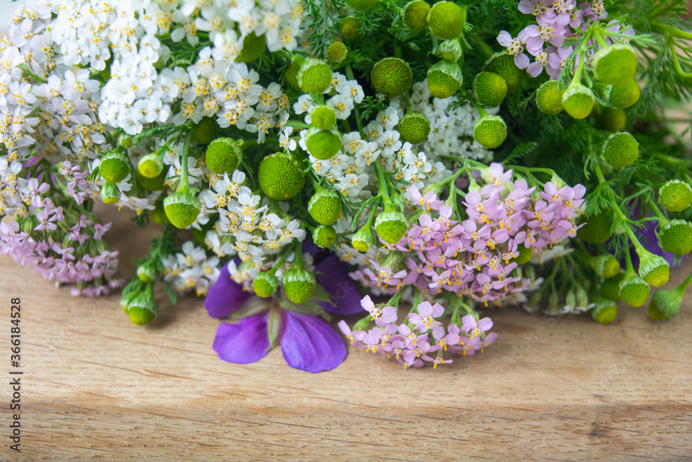 Meadow medical herbs - Chamomile and Achillea. Alternative medicine herbal grass