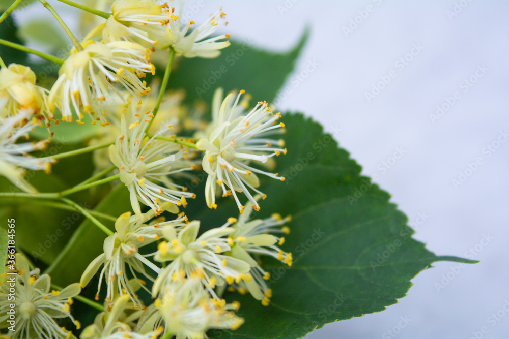 Flowers of linden, fragrant medicine herbal and healthcare tea ingredient Flowers of linden, fragrant medicine herbal and healthcare tea ingredient