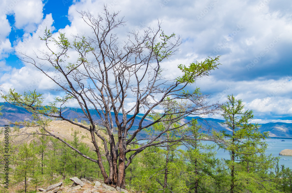 Scenic view of trees and coastline of Lake Baikal