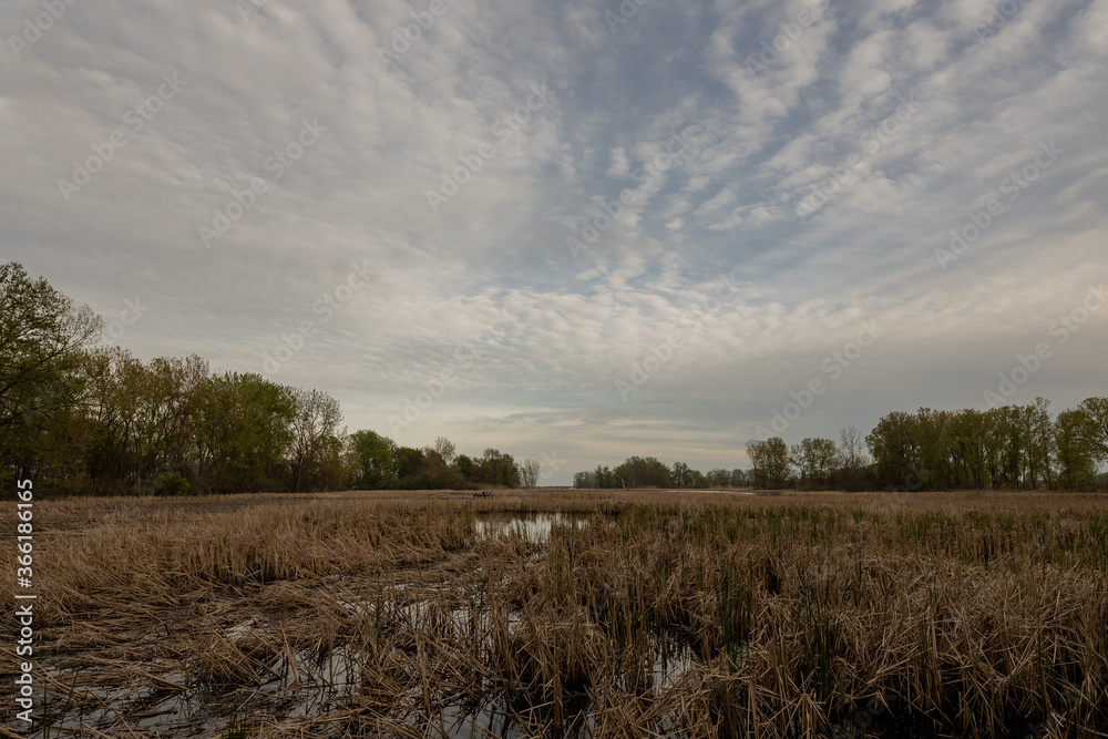 Swamp Trail