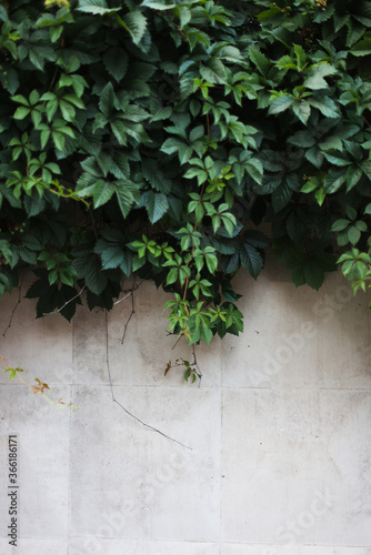ivy on wall © Елена Андреева