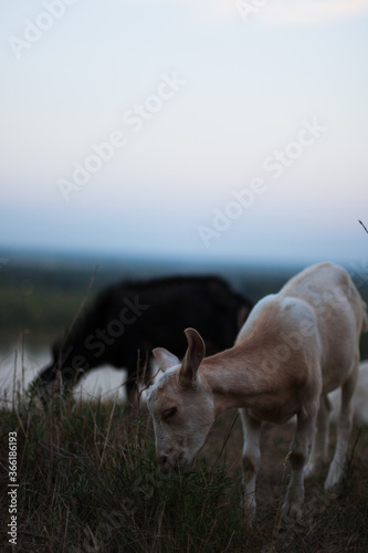 cows in the field