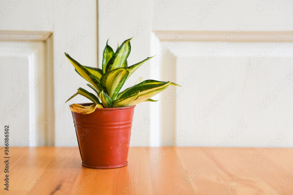plant in pot on the wooden table and whit wall background - pot plant in house creative minimal of green leaves nature concept