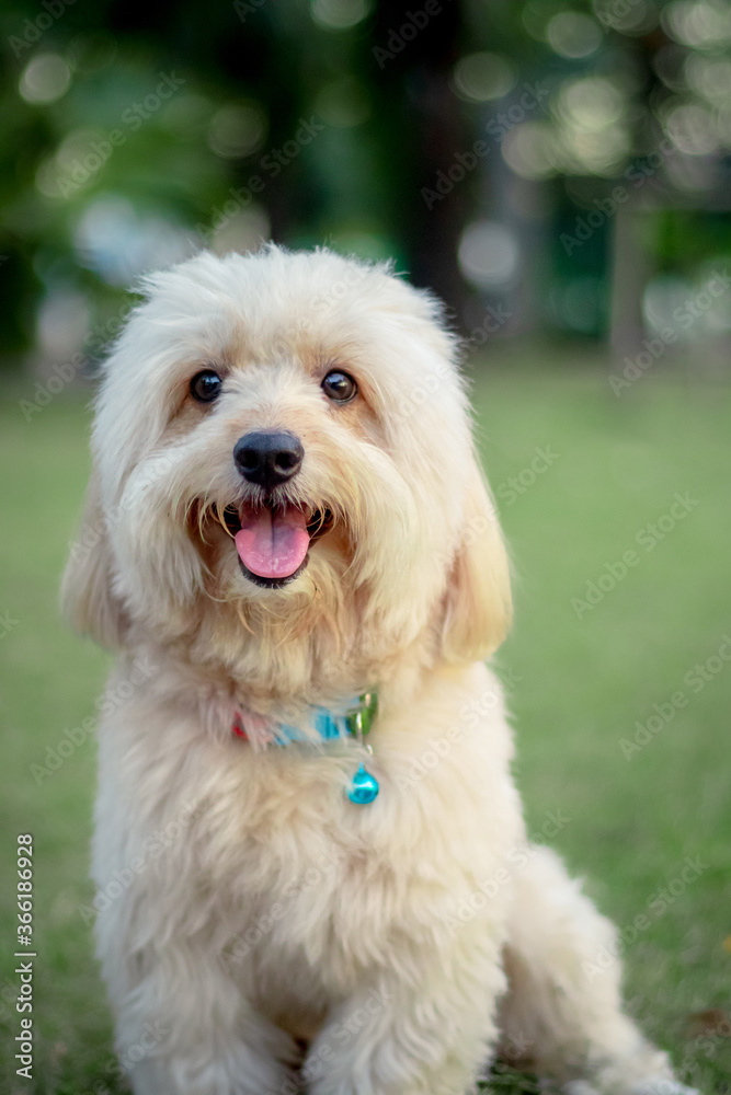 Looking up brown cute poodle puppy sitting on ground, Cute white poodle dog on green park background, background nature, green, animal, relax pet, puppy poodle dog sit down looking Looking up brown cute poodle puppy sitting on ground, Cute white poodle dog on green park background, background nature, green, animal, relax pet, puppy poodle dog sit down looking