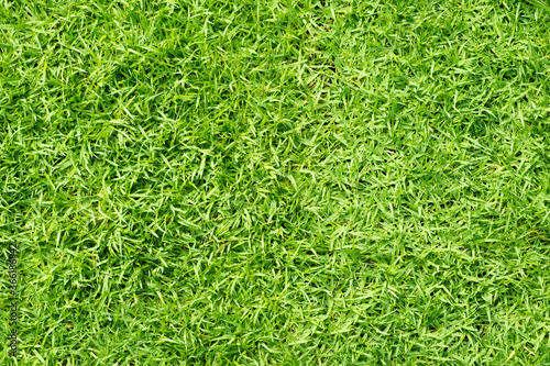 Green grass for the background