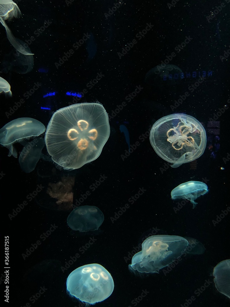 jelly fish in aquarium jelly fish in aquarium