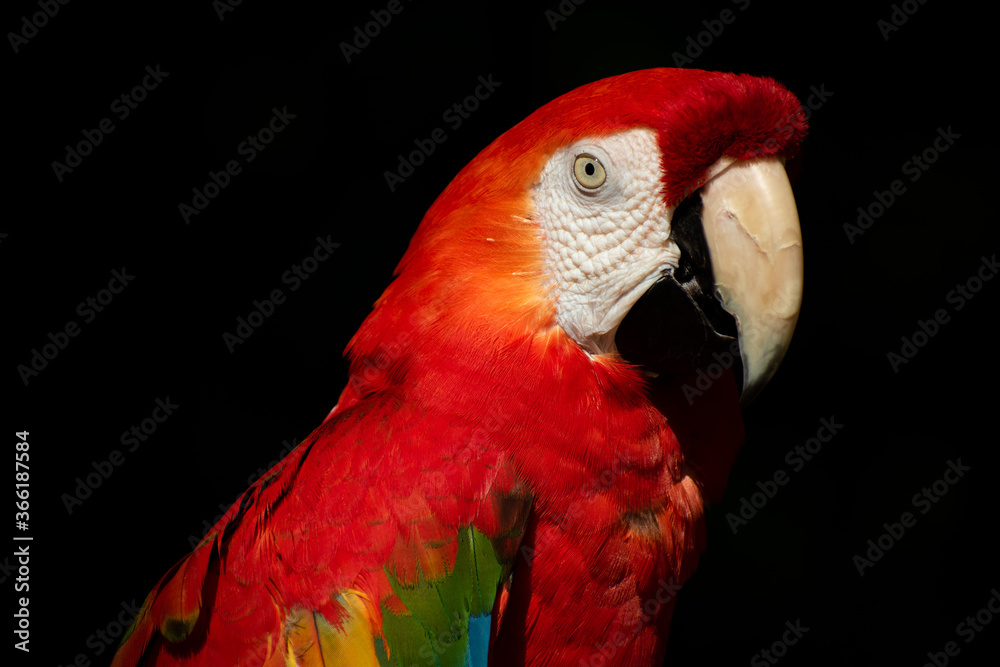 Naklejka premium Macaw Bird