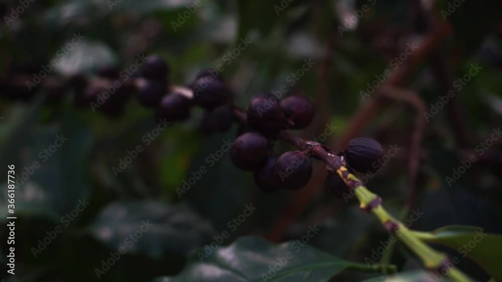 Coffee fruit, coffee plantation in a farm in brazil Coffee fruit, coffee plantation in a farm in brazil