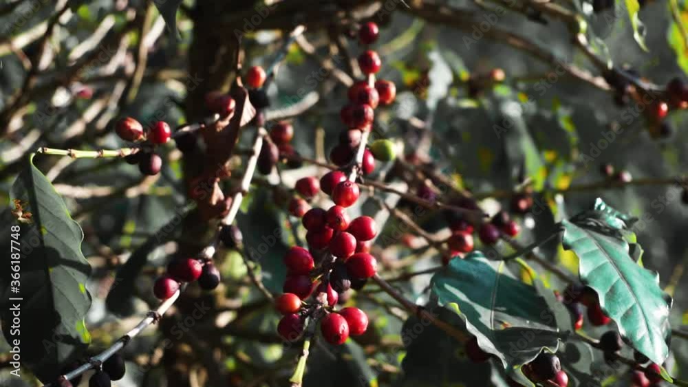 Coffee fruit, coffee plantation in a farm in brazil Coffee fruit, coffee plantation in a farm in brazil